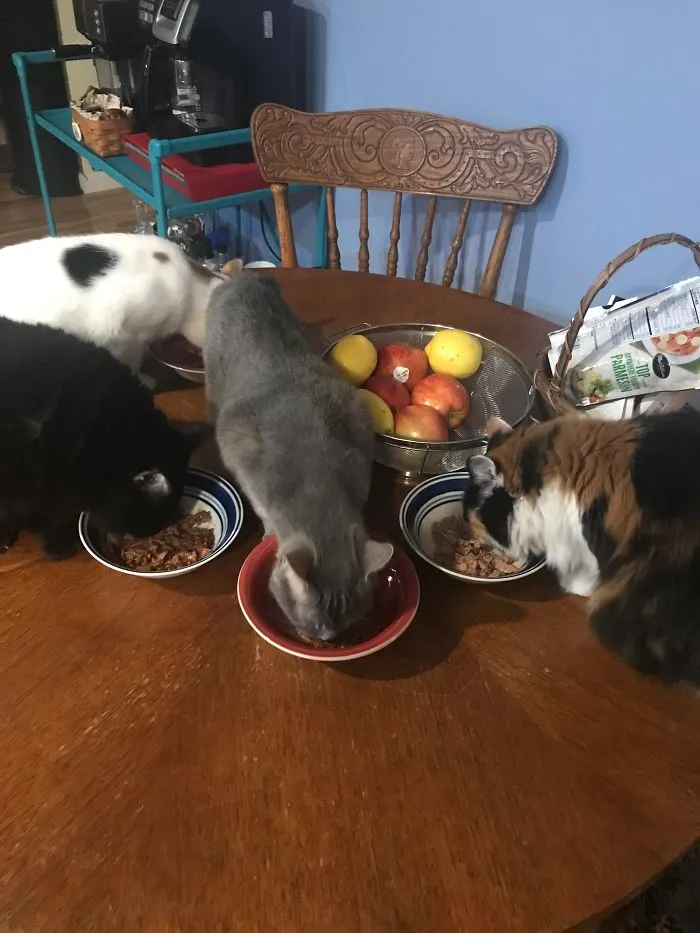 All Of Our Babies Came To Us As Adopted Babies. Not All New Babies Start Out As Kittens