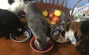 Hey Pandas, Share A Photo Of Your Cat When It Was Still A Kitten (Ended)