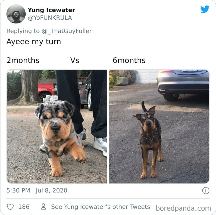 La gente comparte en twitter fotos de sus perros de cachorros y cómo son ahora (30 imágenes)