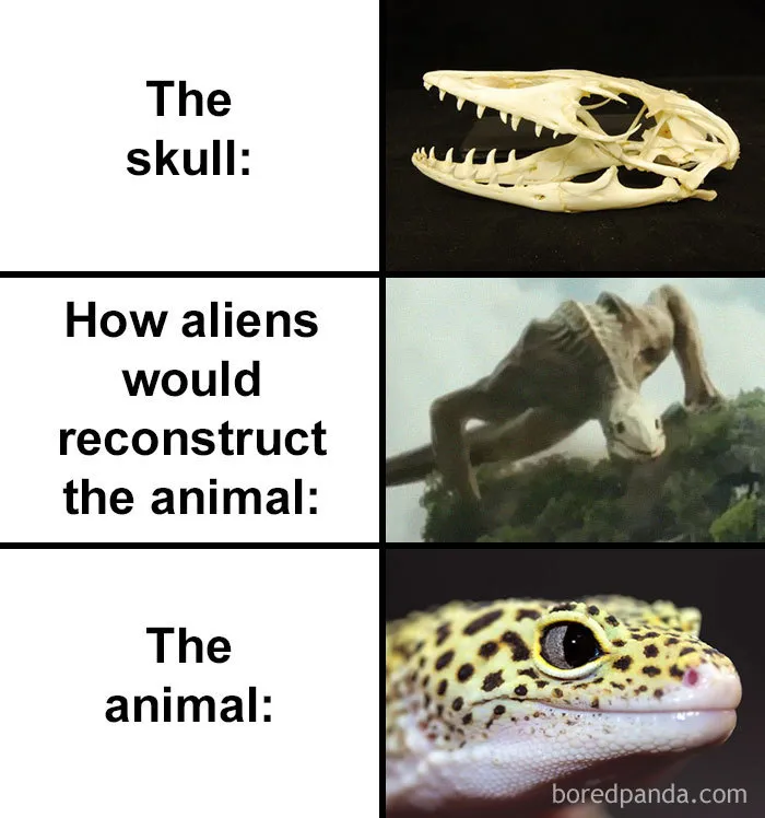 People Compare How Aliens Would Reconstruct Animals Based On Their Skulls Vs. What They Really Look Like (28 Pics)