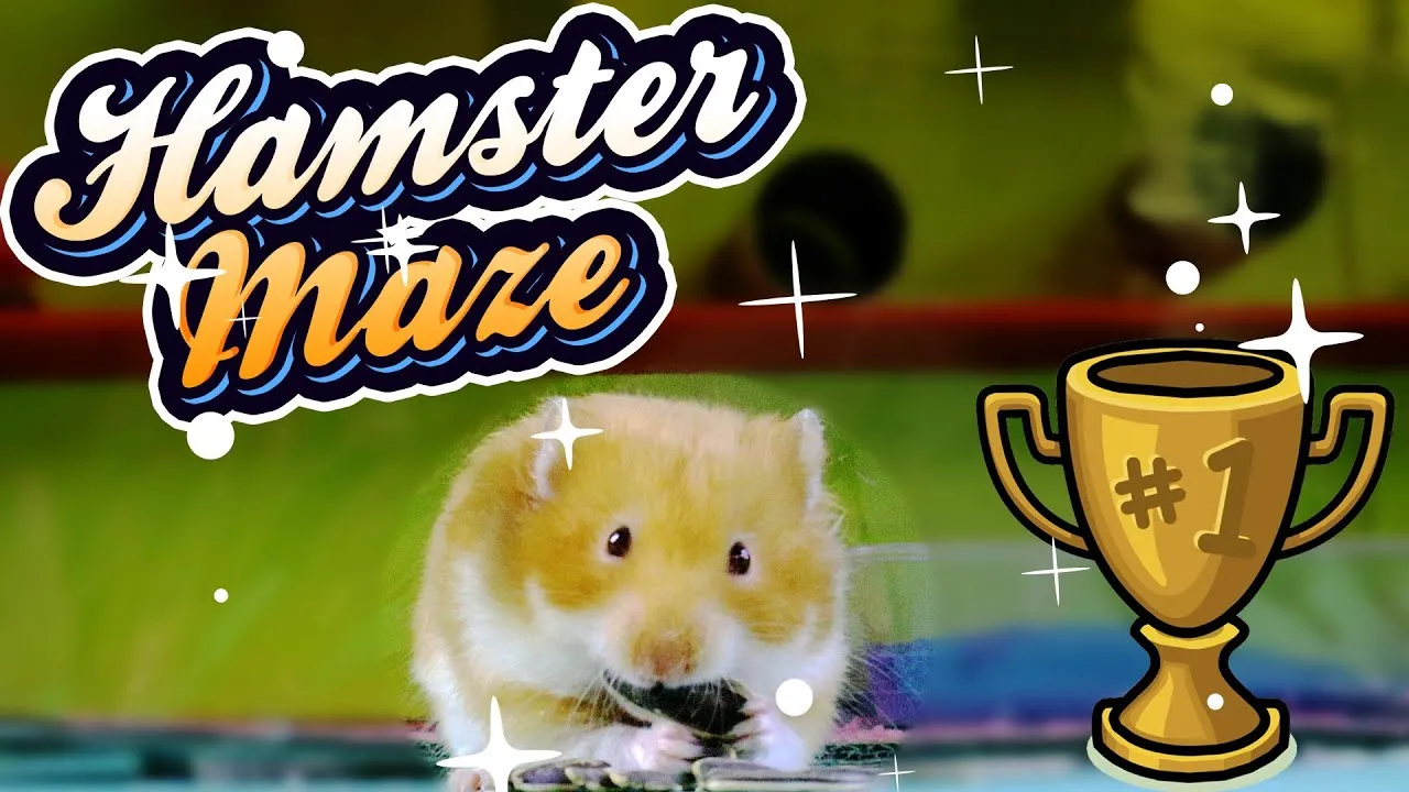 6 Level DIY Hamster Maze 🐹