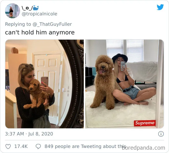 La gente comparte en twitter fotos de sus perros de cachorros y cómo son ahora (30 imágenes)
