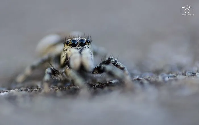 My 21 Photographs Show What The Life Of Insects Is Like
