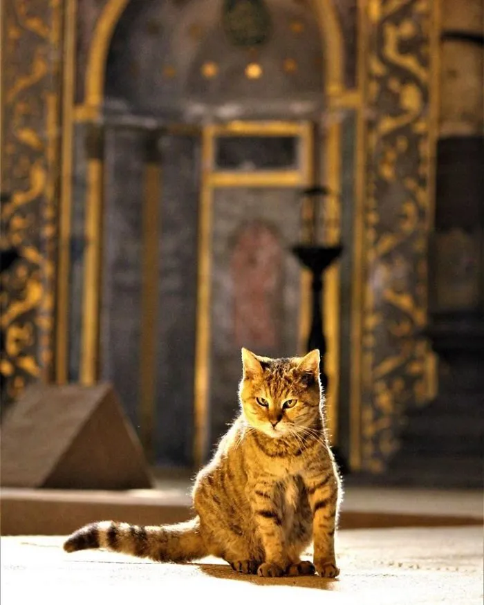 There's A Cat Permanently Living In The Hagia Sophia In Istanbul (30 Pics)