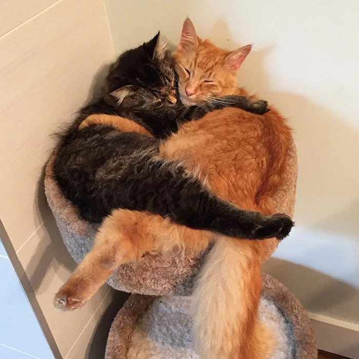 40 Personas que pillaron a sus gatos durmiendo juntos en extrañas posturas y tuvieron que compartirlo