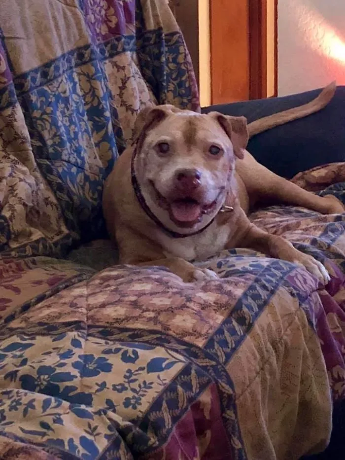 Woman Shares A Post About How Quickly Dogs Age To Remind People To Cherish Every Moment With Them