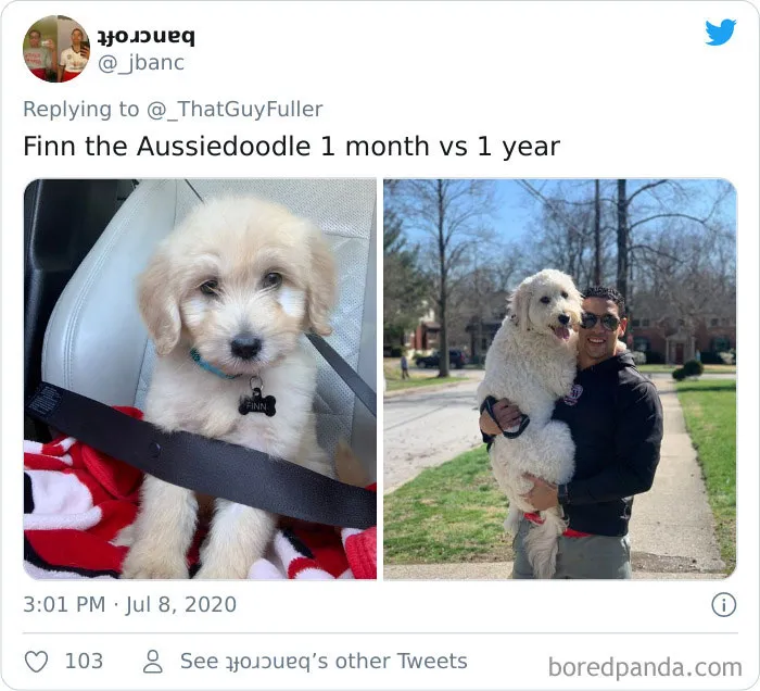 La gente comparte en twitter fotos de sus perros de cachorros y cómo son ahora (30 imágenes)