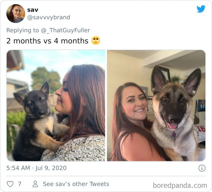 La gente comparte en twitter fotos de sus perros de cachorros y cómo son ahora (30 imágenes)
