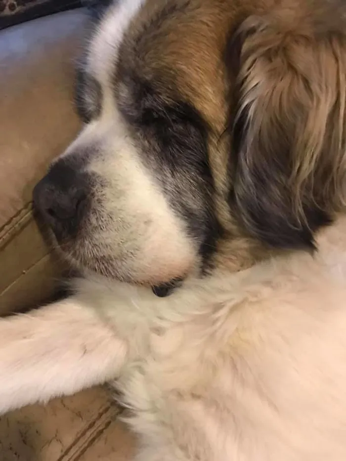 Woman Shares A Post About How Quickly Dogs Age To Remind People To Cherish Every Moment With Them