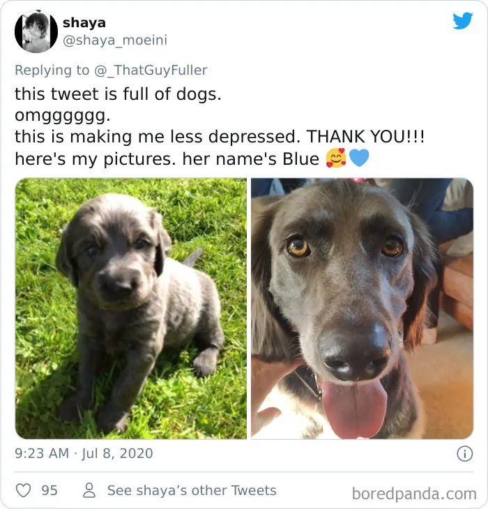 People On Twitter Are Posting Pics Of Their Dogs As Little Puppies Vs. What They Look Like Now (30 Pics)