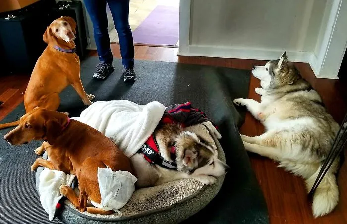 Woman Shares A Post About How Quickly Dogs Age To Remind People To Cherish Every Moment With Them
