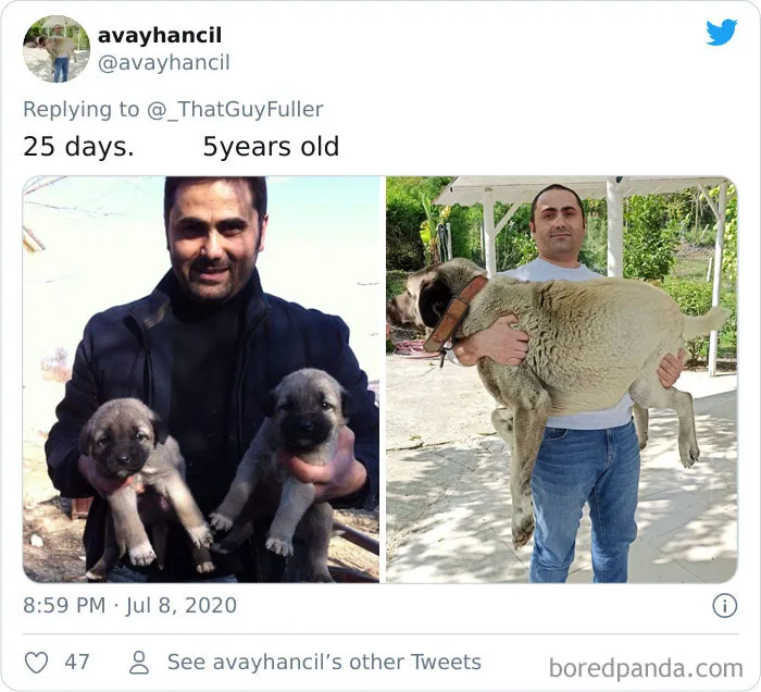 People On Twitter Are Posting Pics Of Their Dogs As Little Puppies Vs. What They Look Like Now (30 Pics)