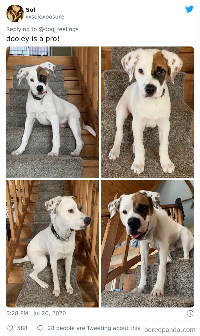 People Are Sharing Funny Pics Of Their Dogs Doing "The Rarest Sit" (30 Tweets)