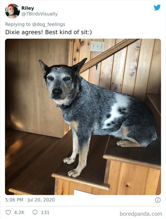 People Are Sharing Funny Pics Of Their Dogs Doing "The Rarest Sit" (30 Tweets)