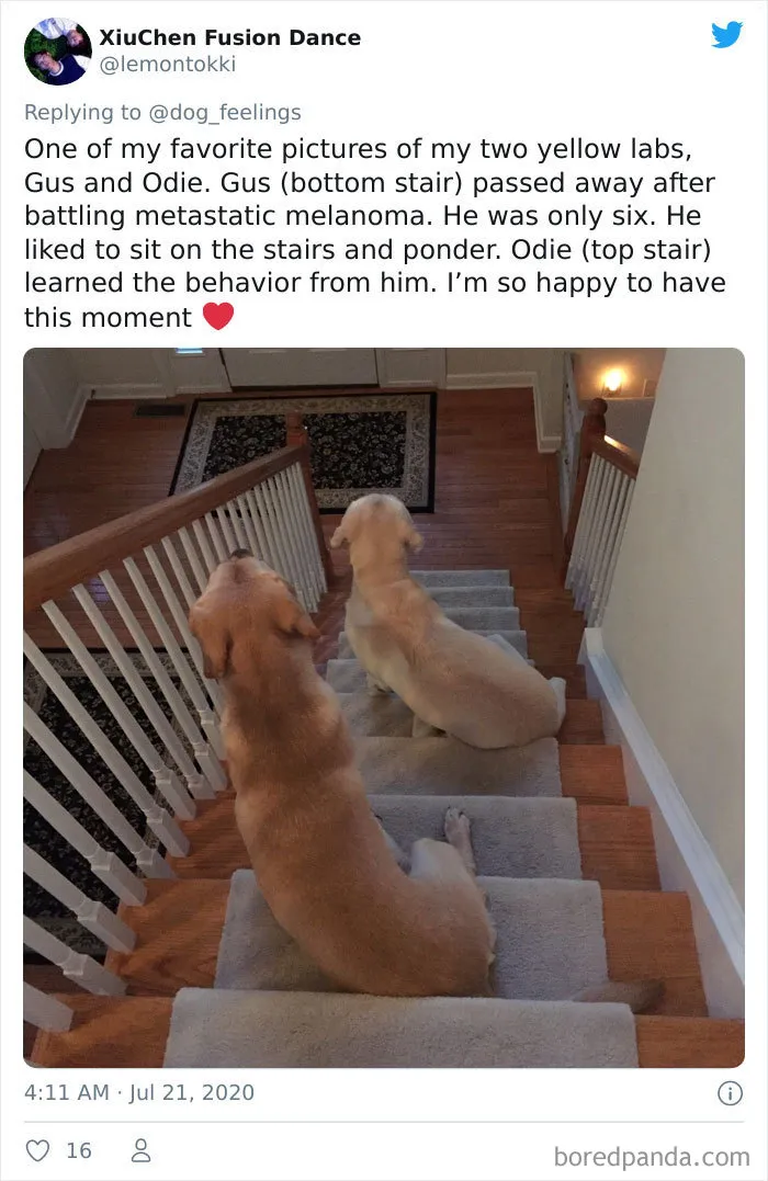 People Are Sharing Funny Pics Of Their Dogs Doing "The Rarest Sit" (30 Tweets)