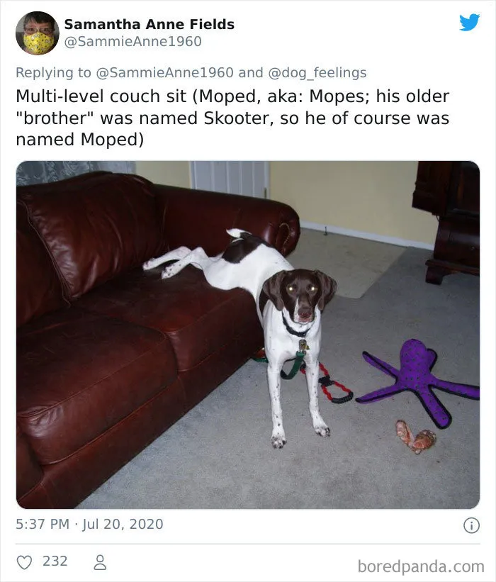 People Are Sharing Funny Pics Of Their Dogs Doing "The Rarest Sit" (30 Tweets)