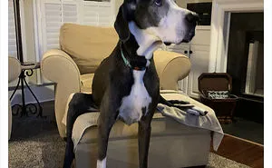 People Are Sharing Funny Pics Of Their Dogs Doing "The Rarest Sit" (30 Tweets)