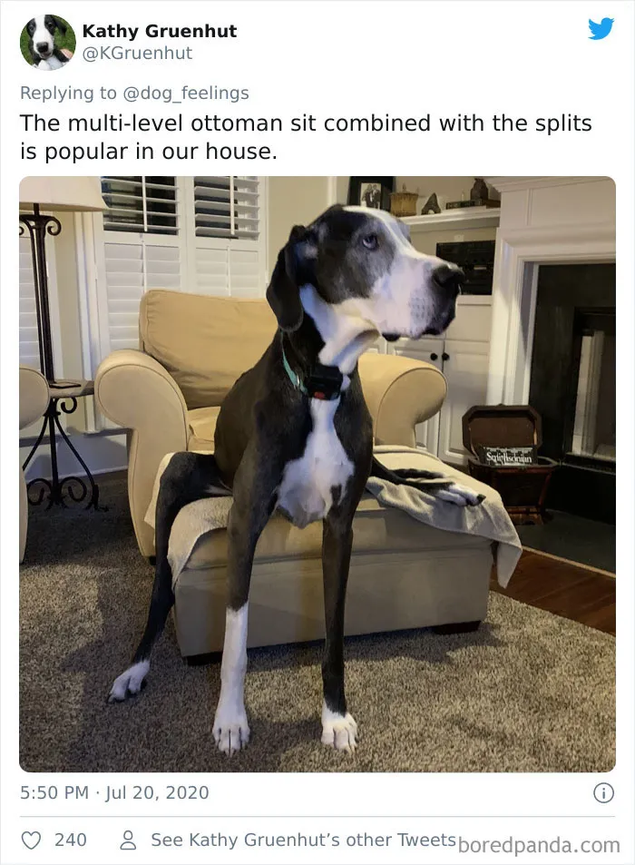 The-Rarest-Sit-Dogs-Stairs-Thoughts-Of-Dog