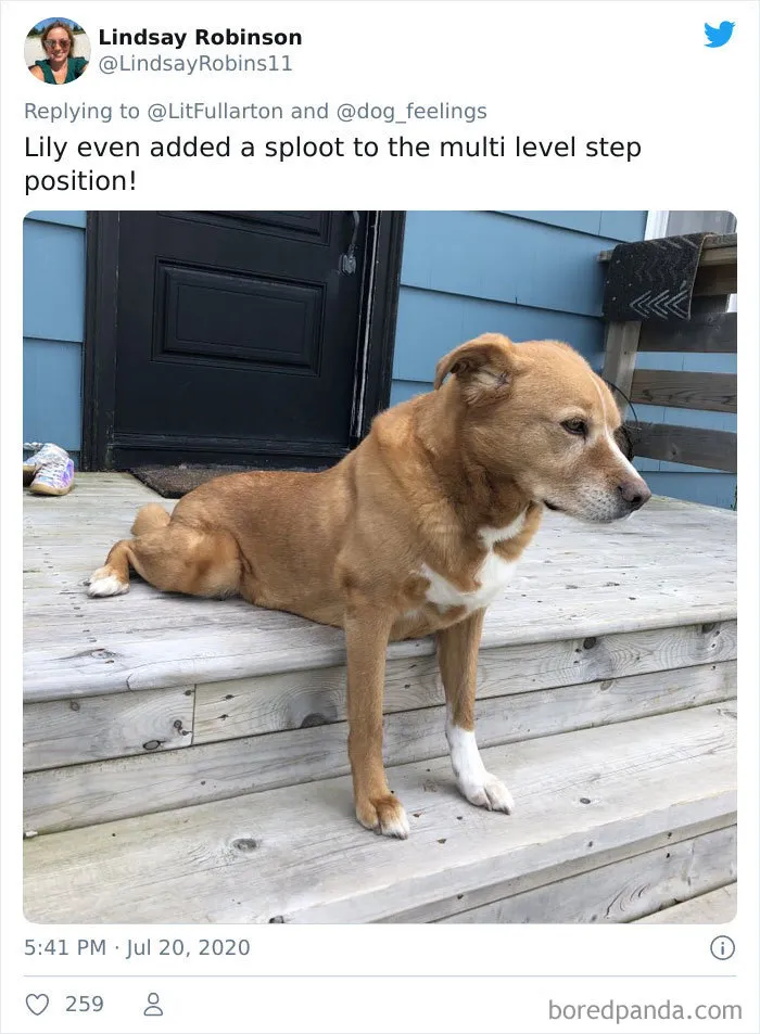 People Are Sharing Funny Pics Of Their Dogs Doing "The Rarest Sit" (30 Tweets)