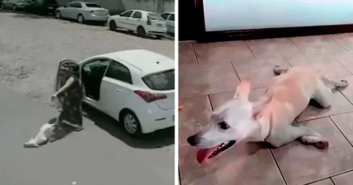 Disabled Dog That Was Dumped By Its Heartless Owners Twice In One Day Finds A Forever Home