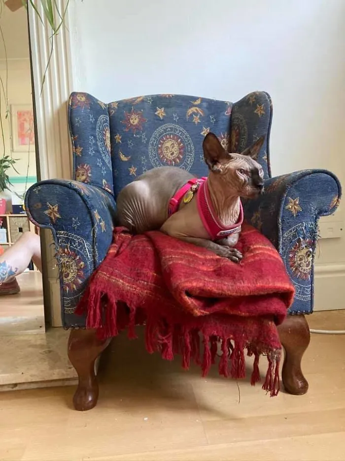 Sofá infantil vintage por 10 libras. A mi gato Romeo le encanta