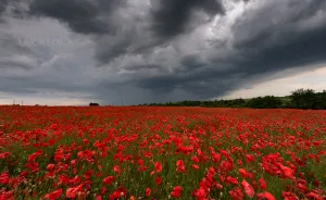I Photographed Poppy Fields During A Storm (6 Pics)