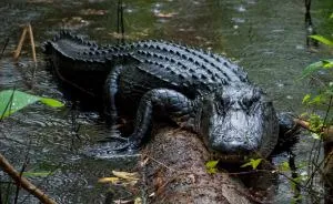 Here Are My 5 Nature Pics