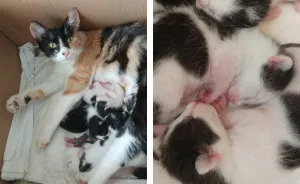 I Captured How A Stray Cat Gave Birth To 5 Lovely Kittens