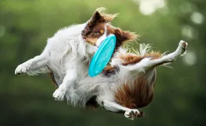 I Photograph Dogs Trying To Catch I Frisbee (12 Pics)