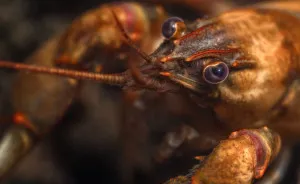 I Capture Crawdad Portraits In My Backyard