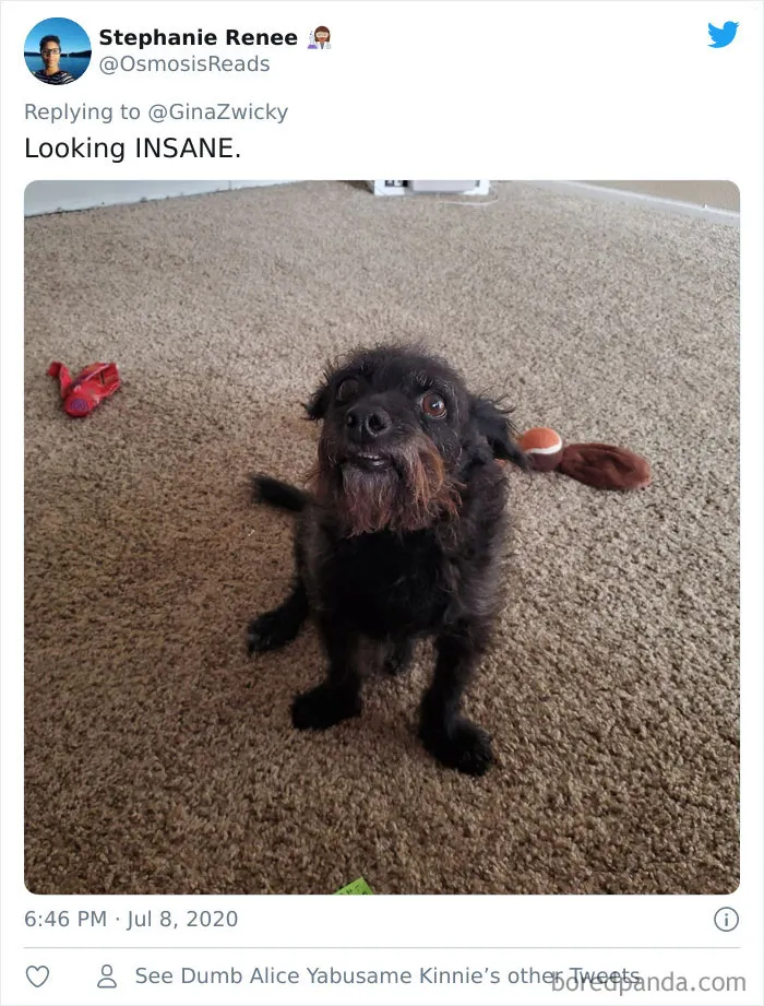 "The Only Content Permitted In This Thread Is Very Ugly Pictures Of Your Pets": Hilarious Twitter Thread Goes Viral