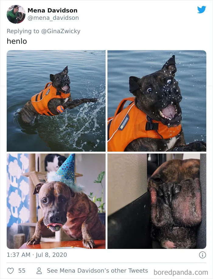 "The Only Content Permitted In This Thread Is Very Ugly Pictures Of Your Pets": Hilarious Twitter Thread Goes Viral