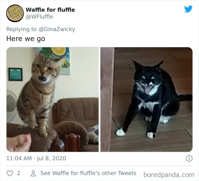"The Only Content Permitted In This Thread Is Very Ugly Pictures Of Your Pets": Hilarious Twitter Thread Goes Viral
