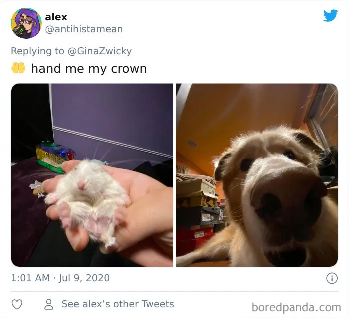 "The Only Content Permitted In This Thread Is Very Ugly Pictures Of Your Pets": Hilarious Twitter Thread Goes Viral
