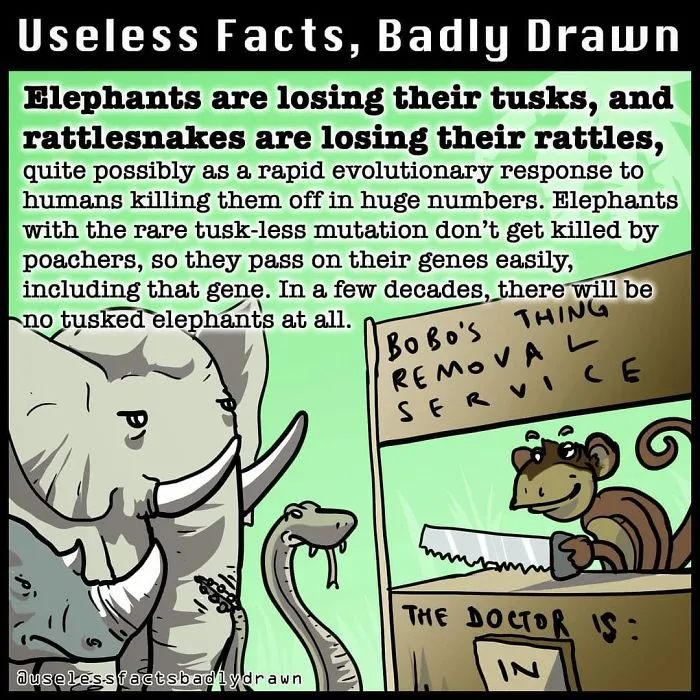 "Useless Facts, Badly Drawn": 33 Random Bits Of Trivia That Are Totally True