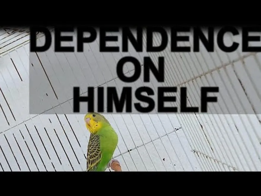After 21 Days My Cute Budgie Bird Leave The Nest And He Continued To Live With His Parents In The Cage.