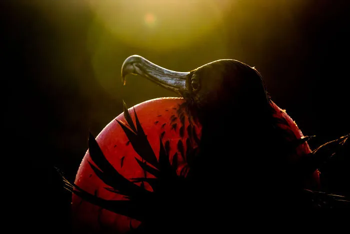 Professional Winner: Magnificent Frigatebird