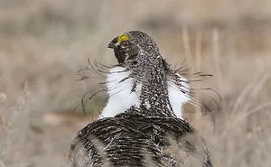 Winners of the 2020 Audubon Photography Awards Have Been Announced