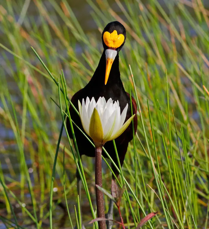 Youth Winner: Northern Jacana