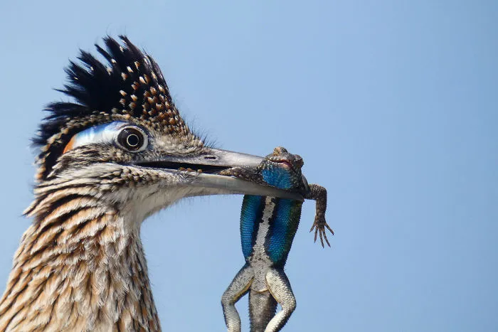 Youth Honorable Mention: Greater Roadrunner