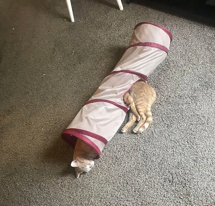 40 Personas que pillaron a sus gatos durmiendo juntos en extrañas posturas y tuvieron que compartirlo