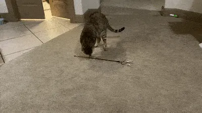 Mi gato es autosuficiente