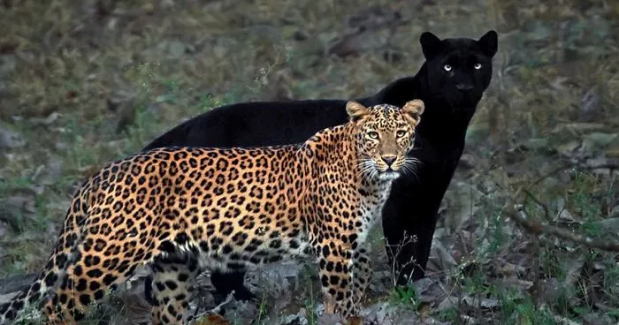 "I Could Wait 6 Years For A Moment Like This": Wildlife Photographer Waits 6 Days For A Perfect Leopard And A Black Panther Shot