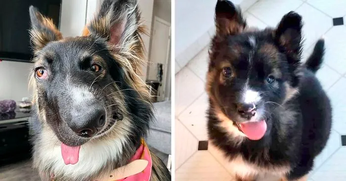 Even Though Brodie Got His Face Disfigured As A Puppy By His Mother, Today He's About To Become A Therapy Dog