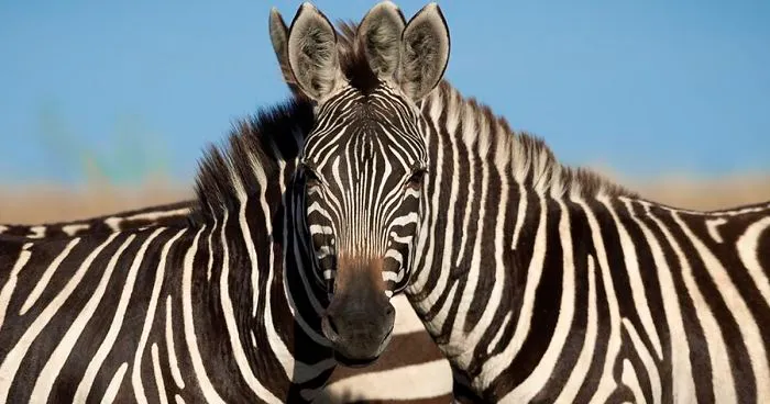 People Can't Agree Which Of These 2 Zebras Is Looking At The Camera