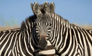 People Can't Agree Which Of These 2 Zebras Is Looking At The Camera
