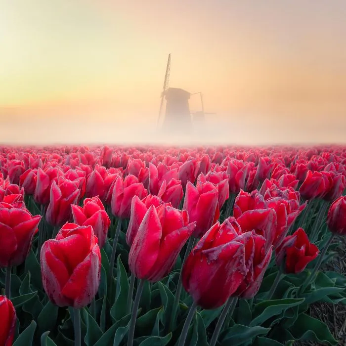 A Sunrise With Some Fog And Tulips Is Great. With A Windmill In The Distance, It's Epic