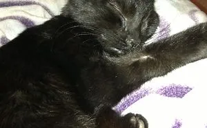 Hey Pandas, Share A Photo Of Your Cat When It Was Still A Kitten (Ended)