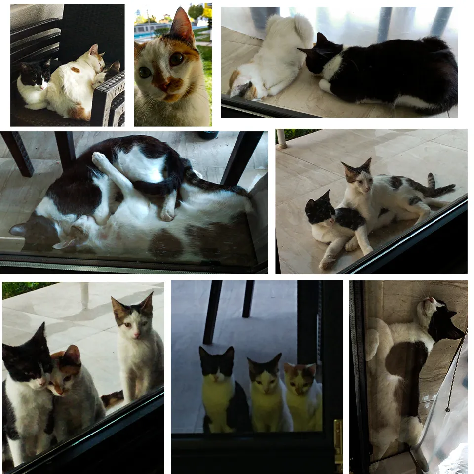 Stray Cat Left Her 3 Kittens To Us, And We've Been Looking After Them For 3 Years Now
