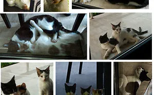 Stray Cat Left Her 3 Kittens To Us, And We've Been Looking After Them For 3 Years Now